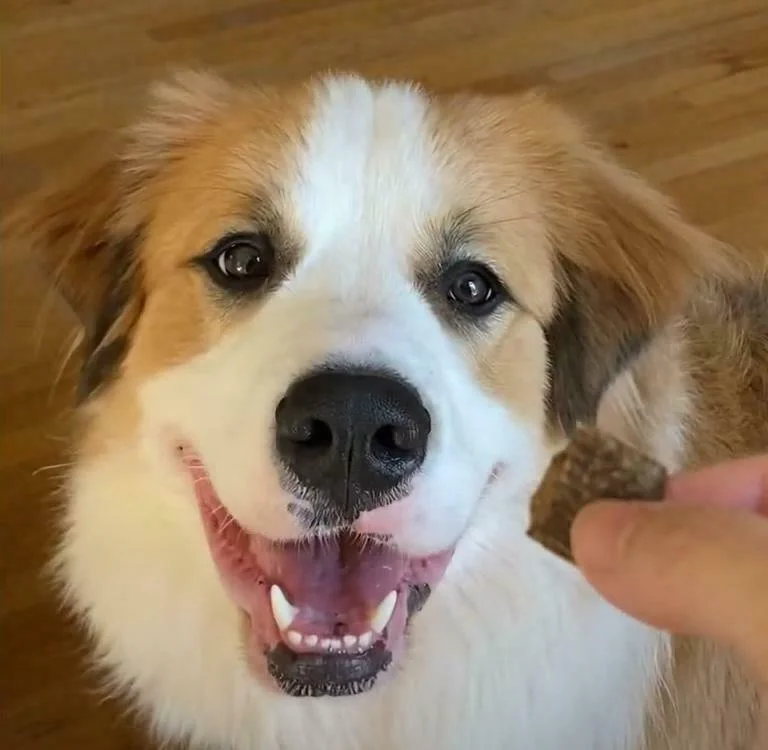 Great Bernese Puppies For Sale