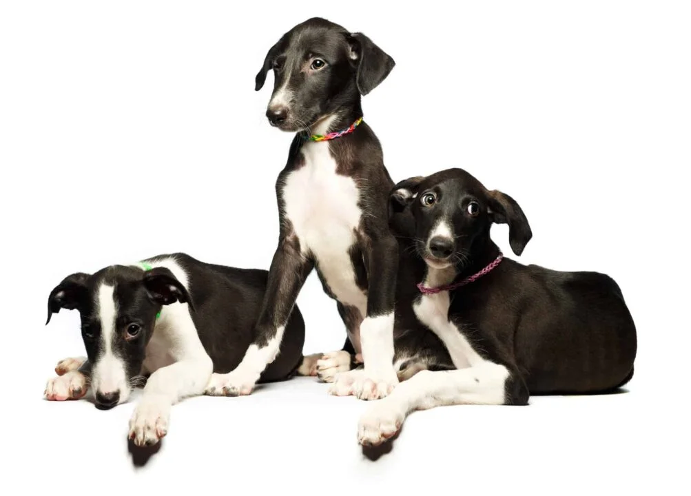 Greyhound Puppies For Sale