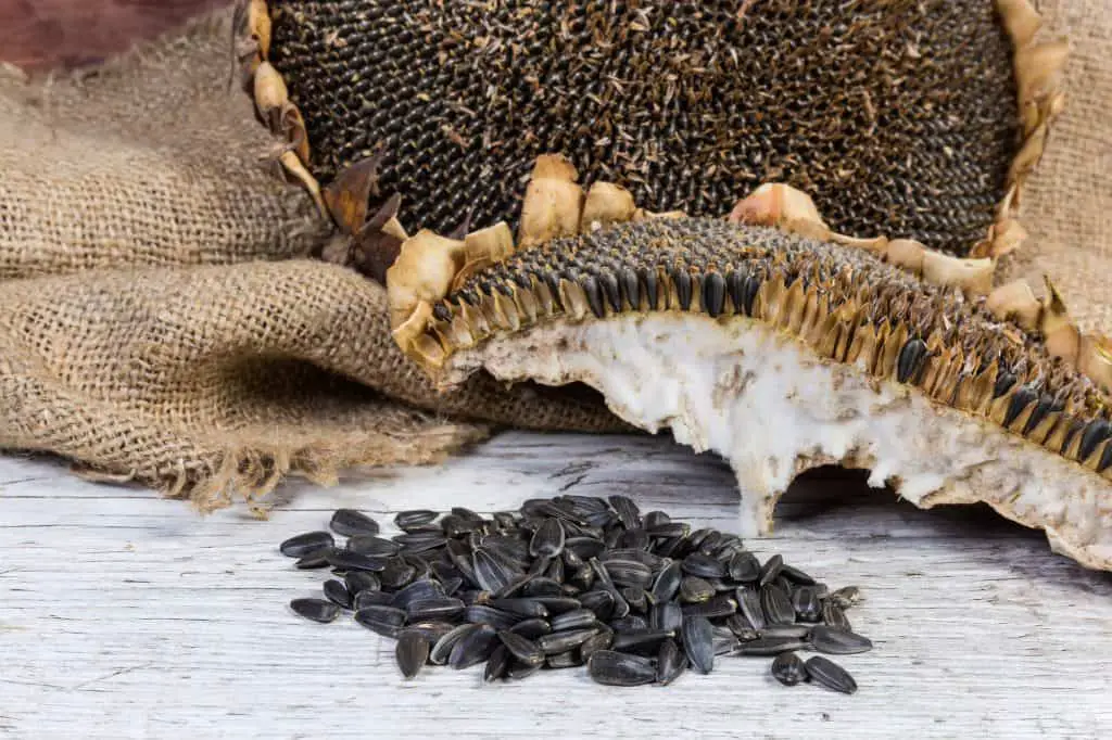 Harvesting A Sunflower Seed