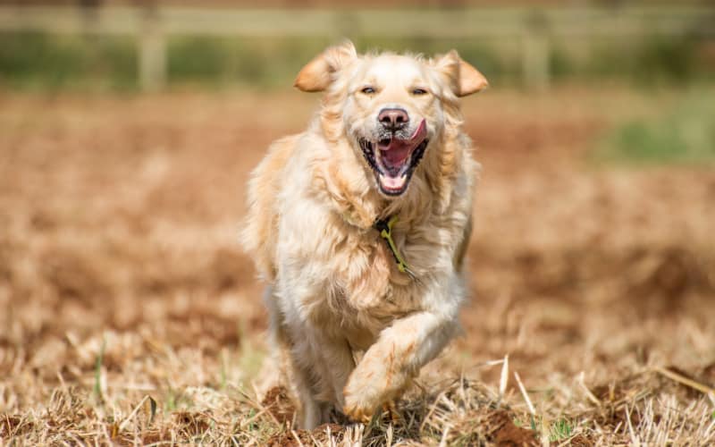 How Fast Can A Golden Retriever Run?