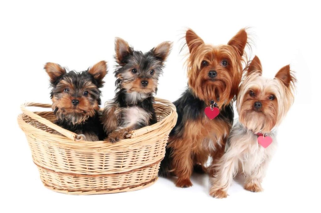 How Long Are Yorkies Pregnant