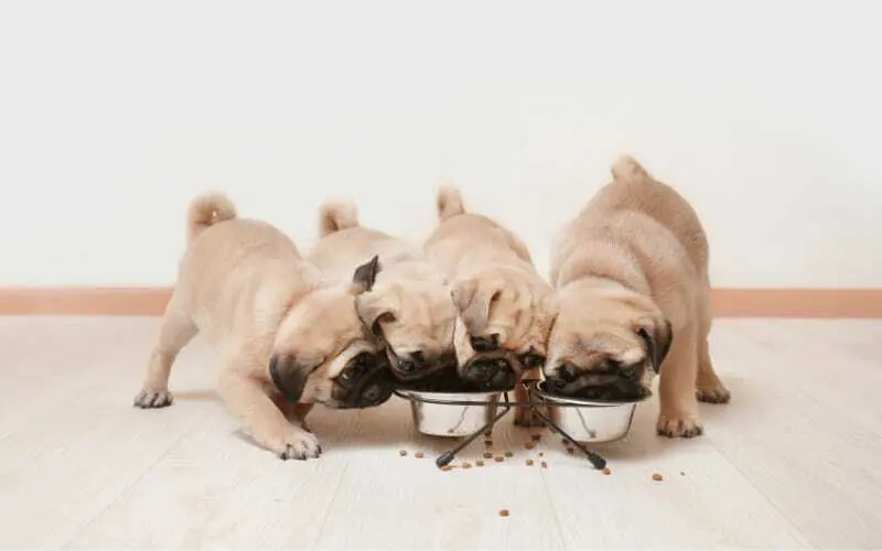 How Much To Feed A Pug Puppy