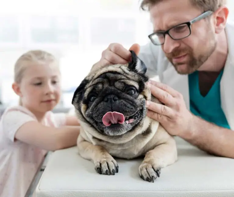 How to Clean a Pug's Ears Dogable