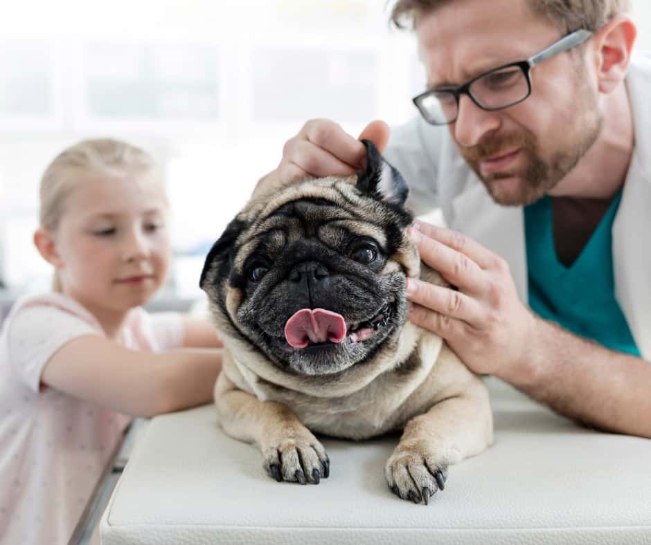 How To Clean Pugs Ears