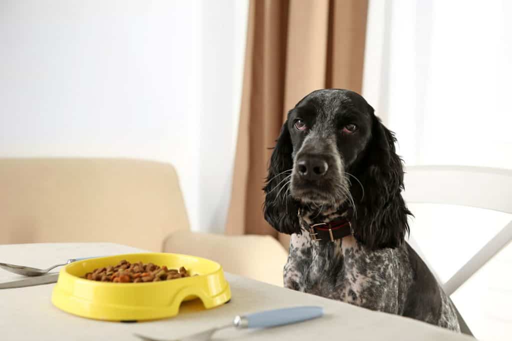 How to Fatten Up a Dog Dogable