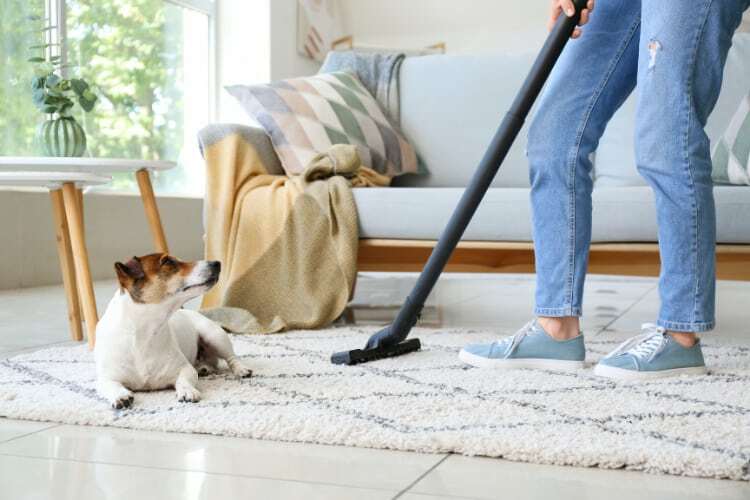How To Get Dog Hair Out Of Carpet