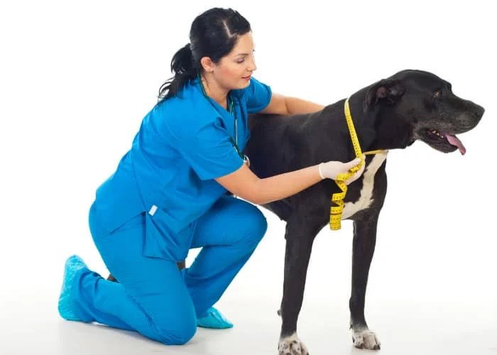 How To Measure Dog Collar