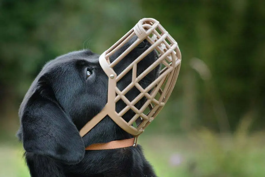 Before you pick up any muzzle from the pet store, it is very important that you measure your dog for it first. Otherwise, you will likely purchase the wrong size, and then your dog will be in pain wearing it. In this article, I will teach you how to measure a dog for a muzzle. These simple steps will save you time as well as money because now, when you get your dog a muzzle, you won’t pick out the wrong size. Keep reading to see our simple steps to measure a dog for a muzzle. What is a Dog Muzzle? A dog muzzle is like a mask for dogs. It goes over the snout and muzzle of your dog to prevent owners and other people from getting hurt around an aggressive dog. It is secured onto the dog’s head, and depending on the type of dog muzzle you choose, your dog should be able to open its mouth to drink water or pant. Muzzles that are not sized appropriately can be uncomfortable for your dog, and it can prevent them from opening their mouths. If you see marks on your dog’s face after it’s been worn, then chances are you are using the wrong size muzzle. Steps to Measure a Dog for a Muzzle Here are your basic steps to measure your dog for a muzzle. When you follow these, you will be able to purchase a muzzle for your dog confidently. Step 1. You need to measure the length from your dog’s eye line to the very tip of your dog’s nose. You don’t want the muzzle to be longer than your dogs nose length because it will then obstruct your dog’s vision. Step 2. For this measurement, you want to make sure you have a flexible sewing tape measure. You need to measure around your dog’s snout. You’re going to be measuring the circumference of your dogs large part of its snout. Start about an inch below your dog’s eye line. Step 3. Now you need to take a measurement between your dog’s eyeline along the base of the head, stopping behind your dog's ears. Step 4. Then you will need to find the circumference of your dog's neck. Start at the highest point of your dog's neck, right below your dog's ears. Step 5. Take a look at your dog's snout and look for the widest part. This is what you will measure. Depending on the type of dog breed you have, this could be in the front of your dog's face or on top. Step 6. Lastly, measure the top of the snout to the mouth. Allow your dog to open its mouth slightly; that way, when you pick out a muzzle, there will be room for your dog to open its mouth to pant or drink water. *Make sure each time you measure, you are writing down each number as they are important when you actually go to purchase a dog muzzle. Bonus Tip: When purchasing a muzzle for a puppy, keep in mind as your puppy grows, it will eventually outgrow the muzzle, so make sure you are checking the measurements often to keep your dog comfortable. Types of Dog Muzzles There are two main types of dog muzzles on the market that you can purchase. The first is called occlusion, which keeps the dog's mouth shut inside the muzzle. This type is intended to be used for very short periods of time. As your dog needs to pant and open its mouth to cool itself down. This type of muzzle could be used for short outings such as a grooming appointment or at the veterinarian's office. This type of muzzle can be made out of leather or a soft fabric material such as nylon. The second most popular dog muzzle is typically known as a basket muzzle. The basket type is made with either plastic or wire, and it has holes and more room for your dog to actually open its mouth to pant or even take a treat. This type will be more comfortable for your dog if you have sized it correctly. If you get the wrong size or do not size it correctly, it can be extremely painful for your dog to squeeze its face inside of there. Training Your Dog to Wear the Muzzle Here are a few tips to help get your dog used to wearing a dog muzzle. Remember to start your dog out slow because dogs can get anxious and even fear aggression around new things. • Start showing the muzzle to your dog and allow it to sniff it to get used to it. When your dog sniffs it or interacts with it in some way, make sure you reward your dog with a treat. • Next, place treats inside the muzzle or slightly through the bars where you are still holding it and see if your dog places its snout inside. If it does, reward your dog with the treat. This just helps your dog get used to the muzzle when it touches it. • You can attach the muzzle to your dog's collar and let your dog walk around with it. This will get your dog used to it without your dog being afraid of it. • At this point, your dog should be getting quite comfortable with the muzzle. It is now time to try to put it on your dog and fasten it to your dog's head. Again, repeat the treat step to get your dog's head into it. Once your dog's head is in there, fasten the strap behind the ears and make sure the neck strap is secure. • Double check that your dog has enough room and can open its mouth to pant or drink water. Give your dog a treat to calm your dog down and to show that it is okay. • Let your dog wear it for short periods of time and praise and reward your dog during the experience and after. Eventually, your dog will get used to wearing it, and it will become a positive experience instead of a negative one. Conclusion Now you know exactly how to measure a dog for a muzzle. If you follow those simple steps and write down the measurements, you should have no problem purchasing the perfect muzzle for your dog. Remember to get your dog used to the muzzle before just placing it on your dog's head, as this can cause your dog extreme anxiety.