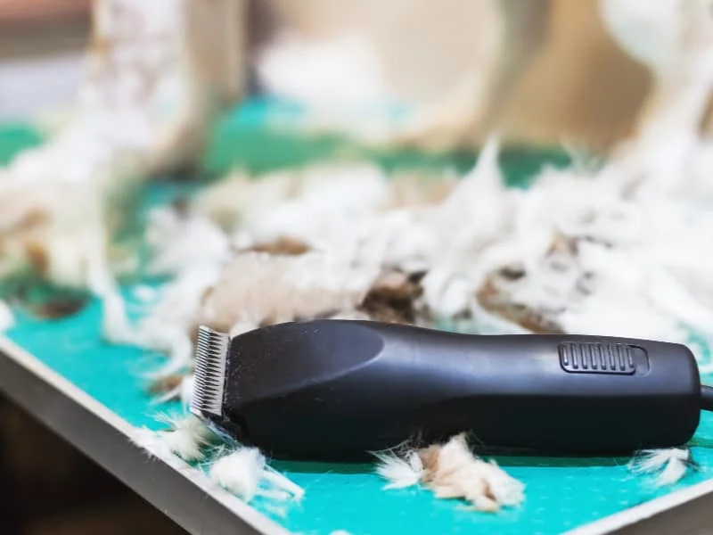 How to Sharpen Dog Clippers