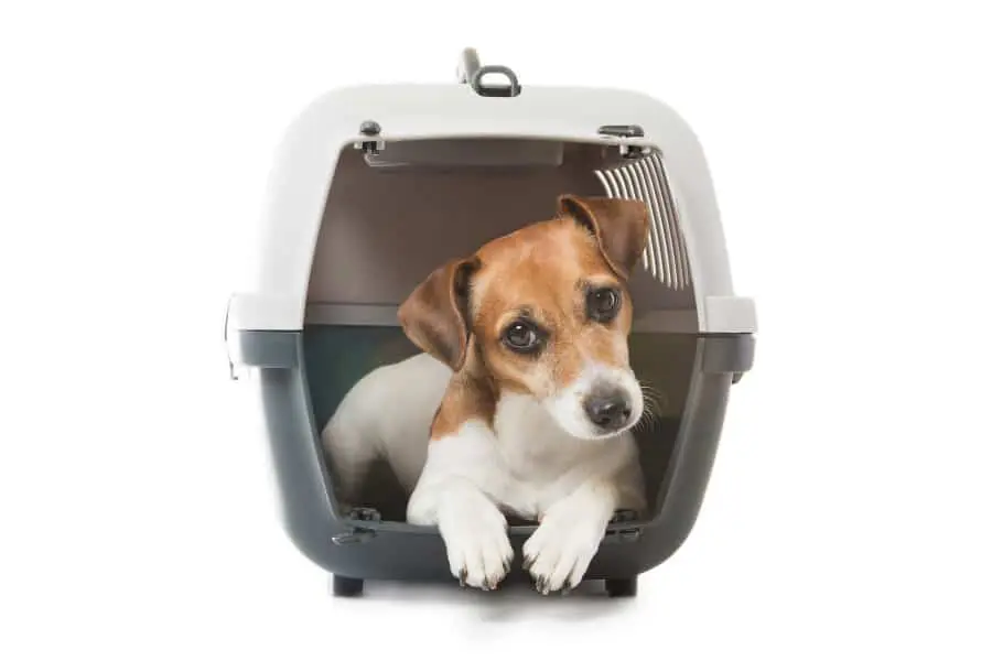 How To Ship A Dog