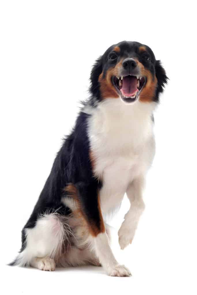 How To Teach Your Dog To smile