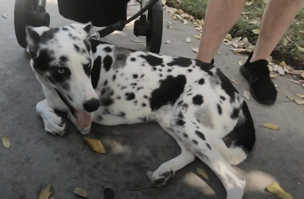 Husky Great Dane Mix