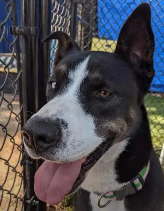 Husky Great Dane