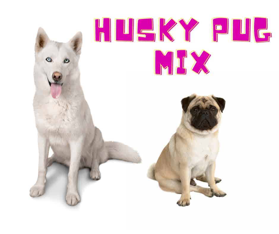 Husky Pug Mix