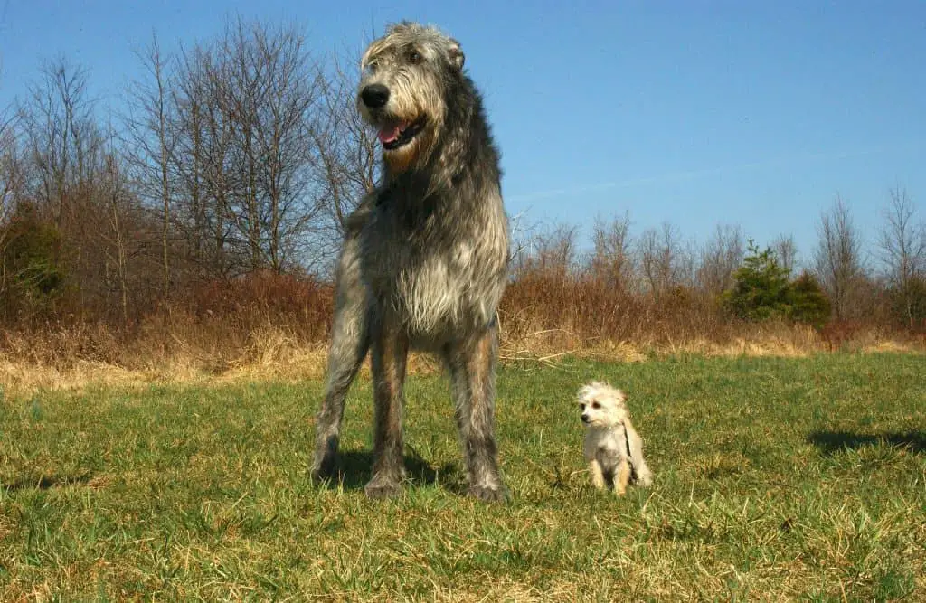 Irish Wolfhound Adult