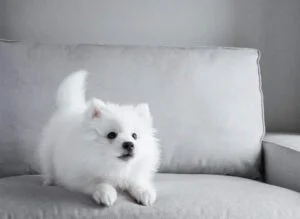 Japanese Spitz Puppy on couch
