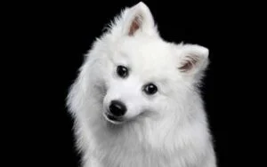 Japanese Spitz Rescue