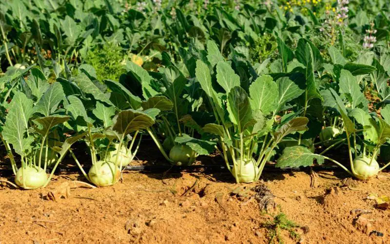 Kohlrabi