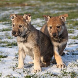 Kunming Wolfdog
