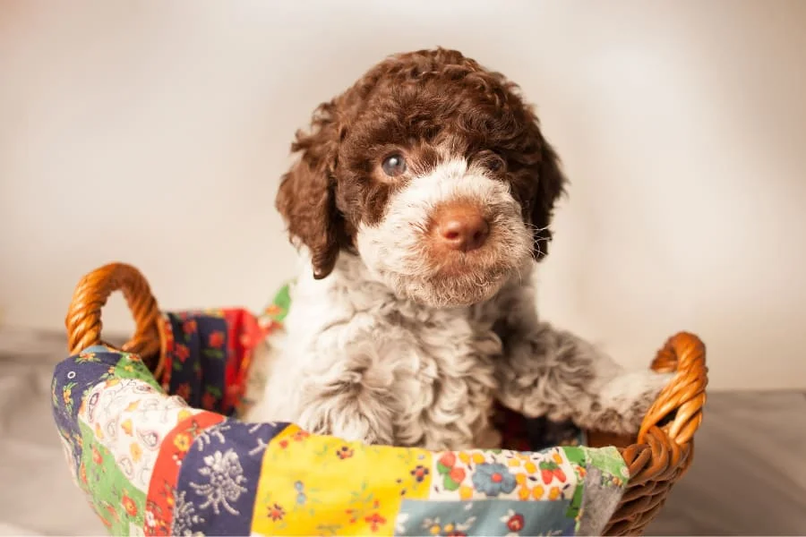 How Much Does A Lagotto Romagnolo Cost