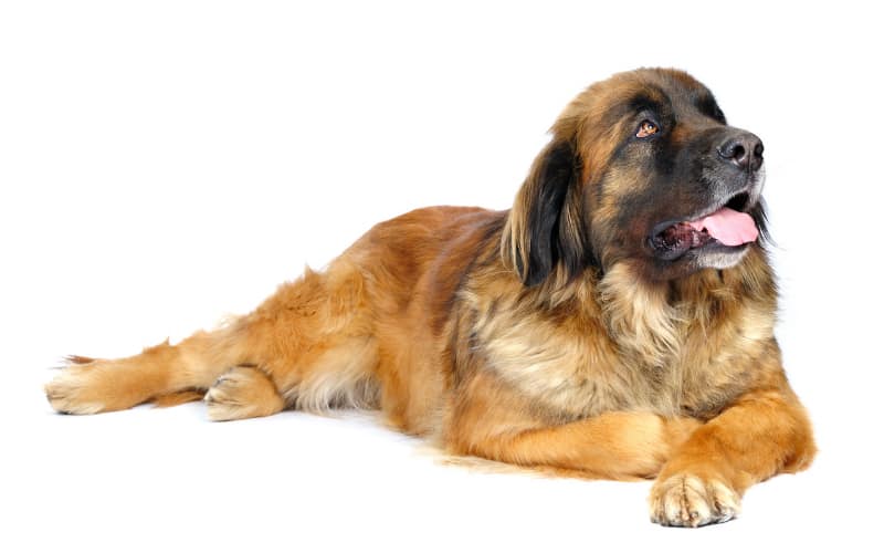 Leonberger Puppies For Sale