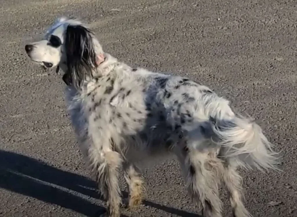 Llewellin Setter Puppies For Sale