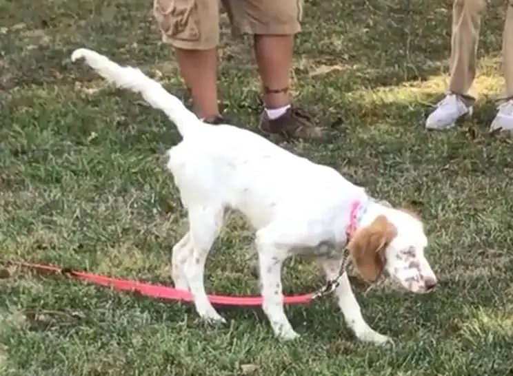 Llewellin Setter Puppy For Sale