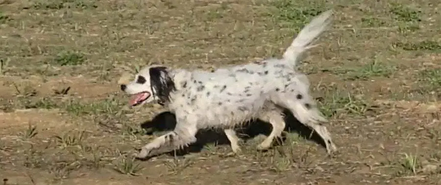 Llewellin Setter