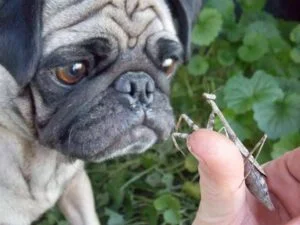 Lulu The Pug