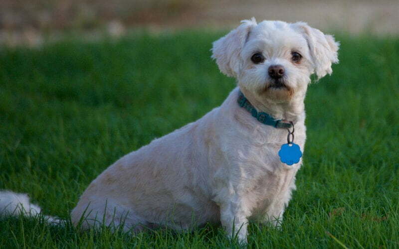 Maltipoo In Grass
