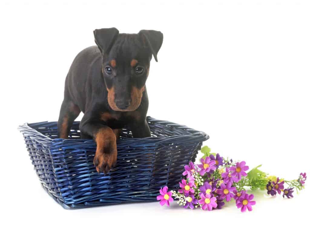 Manchester Terrier Puppies For Sale