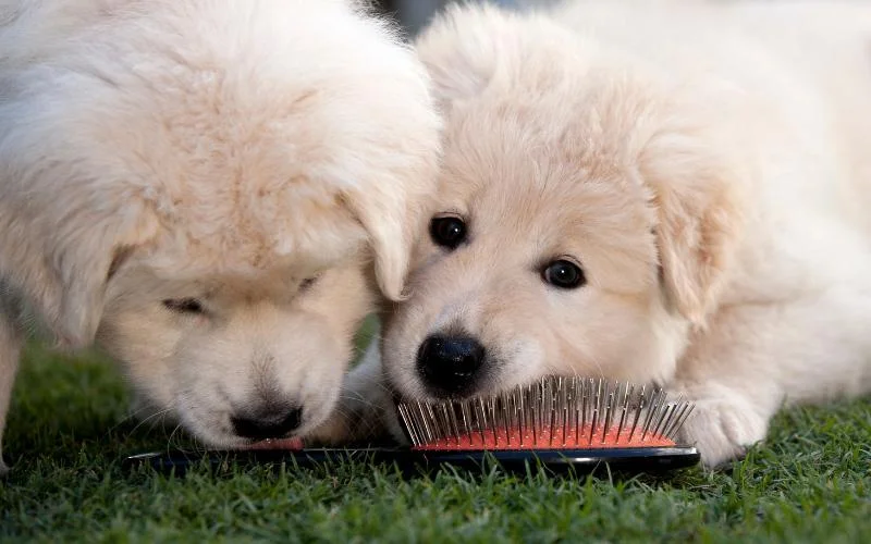 Maremma Puppies For Sale