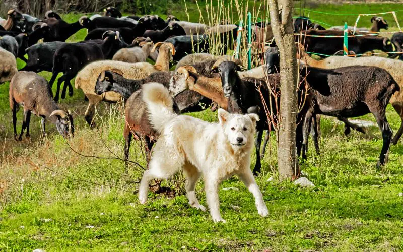 Maremma Rescue