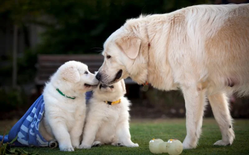 Maremma Sheepdog Puppies For Sale