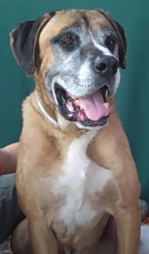 Mastiff Shepherd