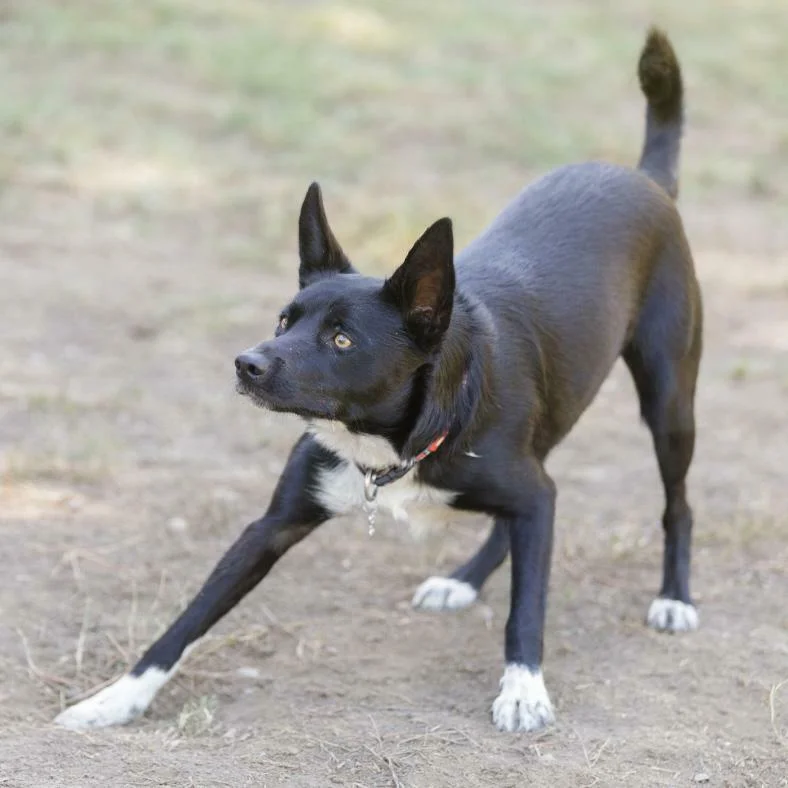 McNab Puppies For Sale