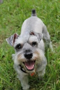 Miniature Schnauzer