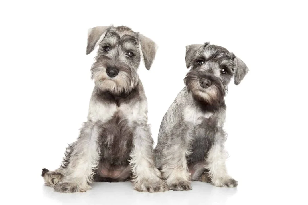 Miniature Schnauzer Puppies