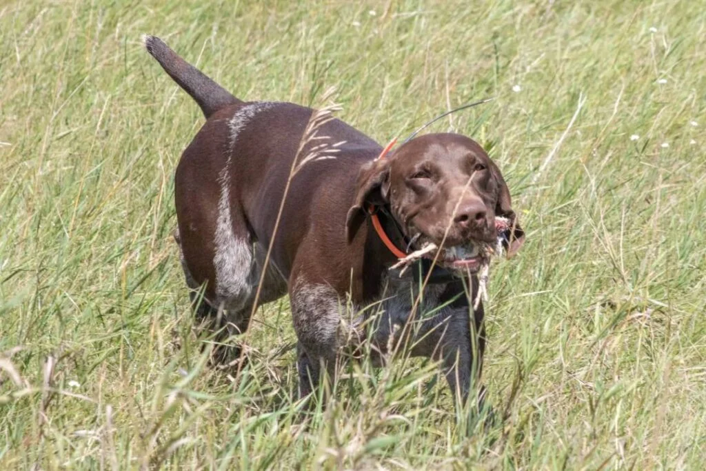 Mountain Cur Dog Hunting