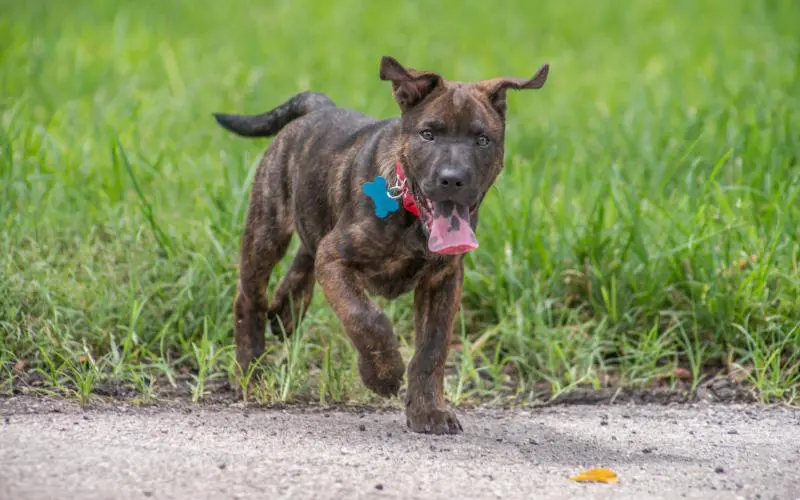 Mountain Cur Pitbull Mix Puppy
