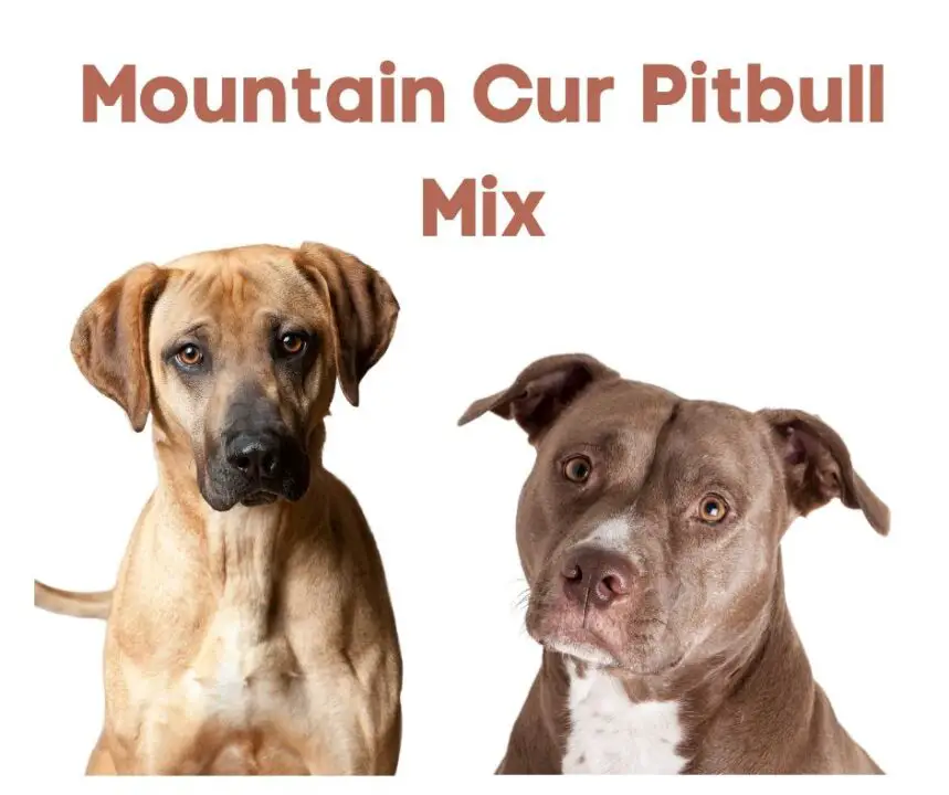 Mountain Cur Pitbull Mix