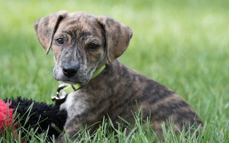 Puppy!