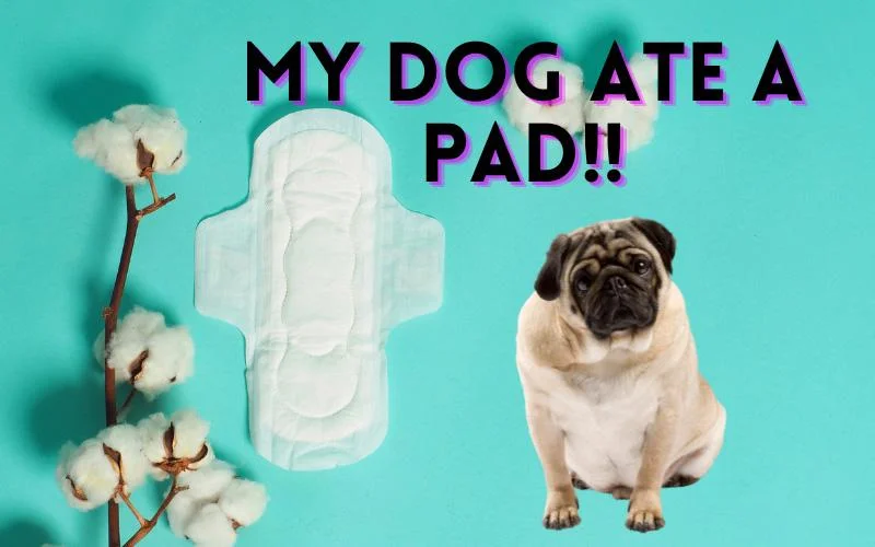 What Happens If Your Dog Eats A Pad
