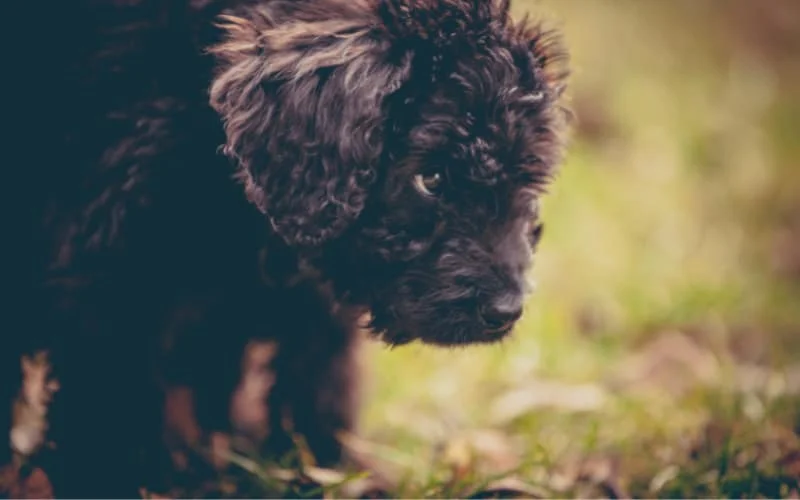 Newfoundland Poodle Mix Puppy