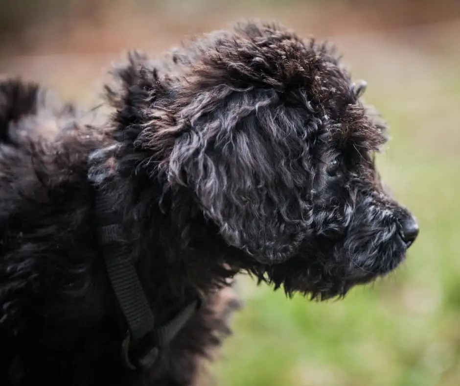 Newfypoo Puppy
