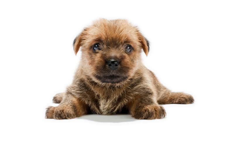 Norfolk Terrier Puppies For Sale