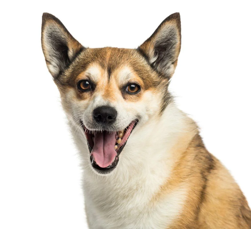 Norwegian Lundehund
