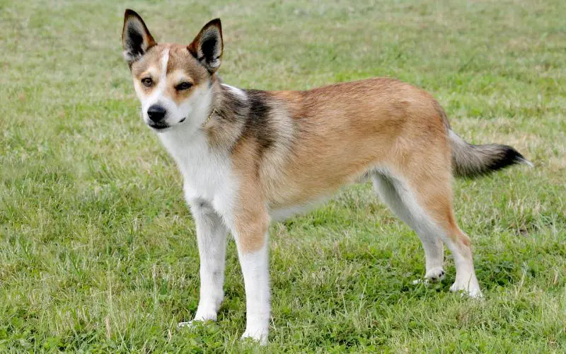 Norwegian Lundehund Puppies For Sale