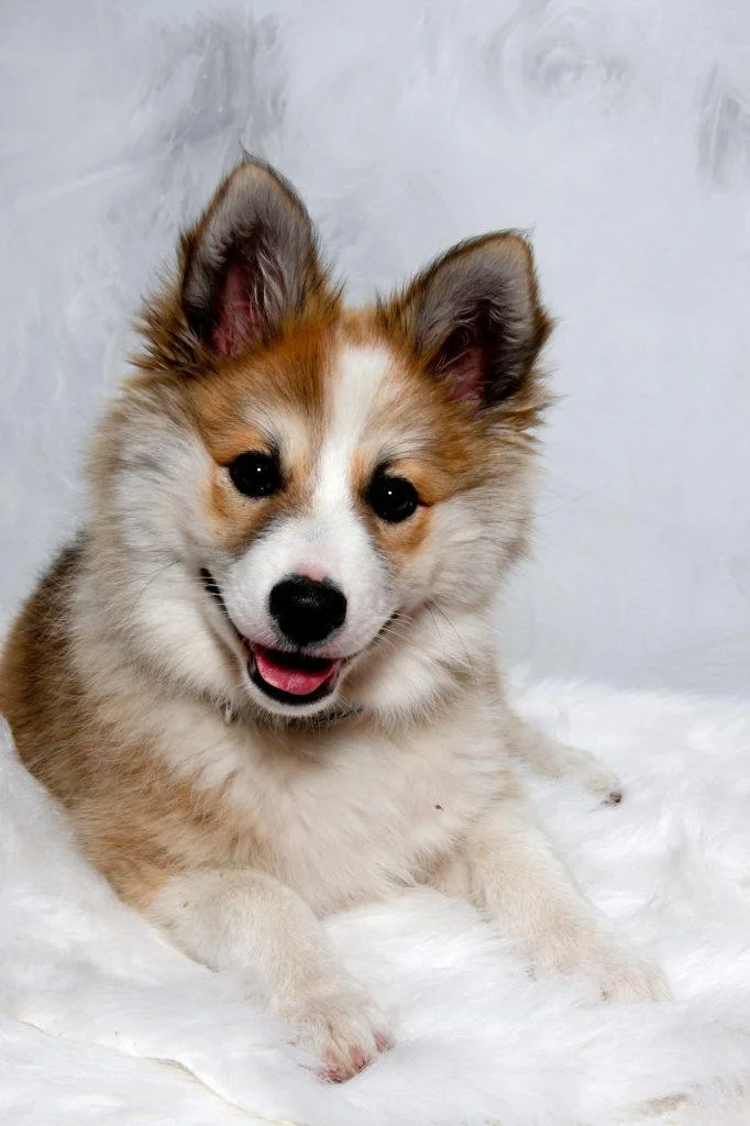 Norwegian Lundehund Puppy For Sale