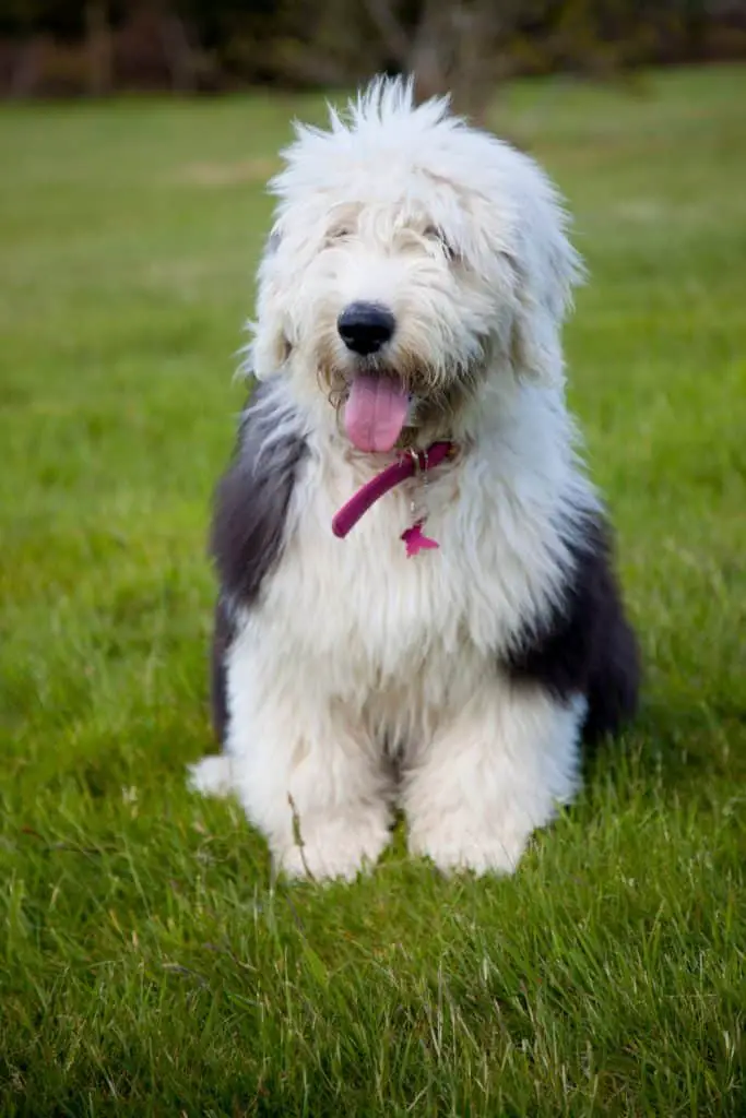 Old English Sheepdog Puppies For Sale